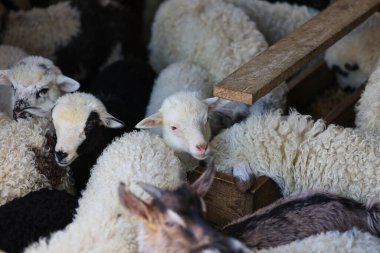 Bir grup koyun bir ağılda bir araya toplanıyor. Koyunlardan biri kameraya bakıyor.
