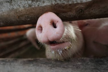 Kirli burunlu bir domuz kameraya bakıyor. Merak ve oyun anlayışı, domuzun hapiste geçirdiği zamandan zevk aldığı gibi.