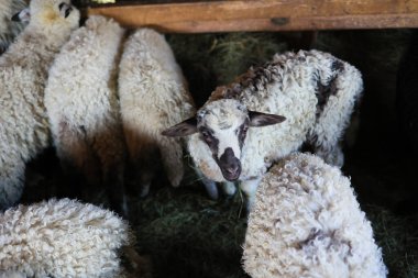 Bir grup koyun bir ağılda içlerinden biri kameraya bakıyor. Koyunların hepsi beyaz ve tüylü, bazılarının siyah noktaları var. Sahne huzurlu ve sakin, koyunlar samanlıkta otluyor.
