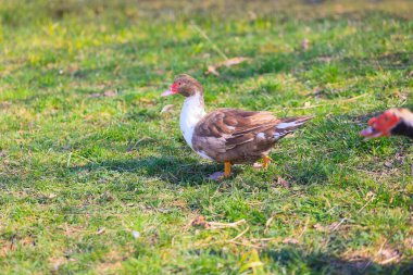 Bir ördek çimlerin üzerinde yürüyor. Ördek kahverengi ve beyazdır.