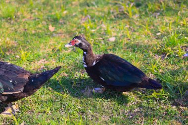 Çimenli bir tarlada siyah bir ördek duruyor. Ördek sağa doğru bakıyor. Görüntüde iki ördek var.