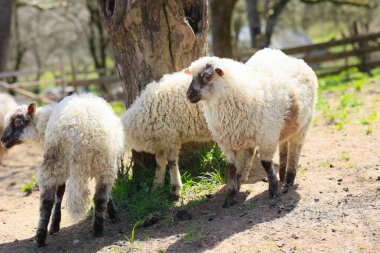 Üç koyun bir ağacın yanında duruyor. Koyunlardan biri kameraya bakıyor.