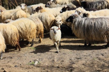 Bir koyun sürüsü bir tarlada otluyor. Koyunlardan biri diğerlerinden farklı. Koyunların hepsi farklı boyutlarda ve renklerde.