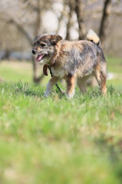 Çimenli bir arazide bir köpek yürüyor. Köpek kahverengi ve beyaz ve siyah bir burnu var.