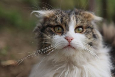 Kabarık beyaz yüzlü ve siyah burunlu bir kedi. Kedi yeşil gözlü ve kameraya bakıyor.