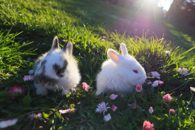 Two baby rabbits are sitting in a field of flowers. The rabbits are white and black, and they are surrounded by pink flowers. The scene is peaceful and serene clipart