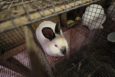 Kafeste yüzünde siyah bir leke olan beyaz bir tavşan var. Kafes kablodan yapılmıştır ve kırmızı bir yüzeyi vardır.