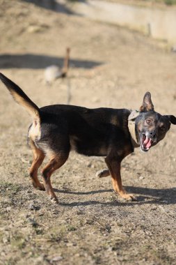 Bir köpek ağzı açık bir şekilde toprak bir arazide duruyor. Köpek sinirli ya da saldırgan görünüyor.