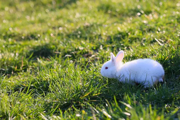 A white rabbit is standing in a field of grass. The rabbit is looking to the right. The grass is green and lush