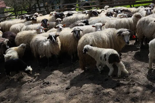 Bir koyun sürüsü tarlada duruyor. Koyunların hepsi farklı boyutlarda ve renklerde. Bazıları siyah ve beyazdır, diğerleri ise beyazdır. Koyunlar bir araya toplandı.