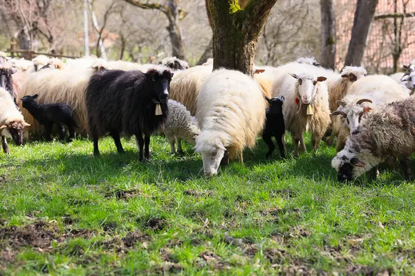 A herd of sheep are grazing in a field. The sheep are of different sizes and colors, with some being black and white. The scene is peaceful and serene, with the sheep scattered throughout the field