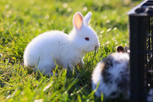 A white rabbit is standing in a grassy field. There is another rabbit in the background. The scene is peaceful and calm