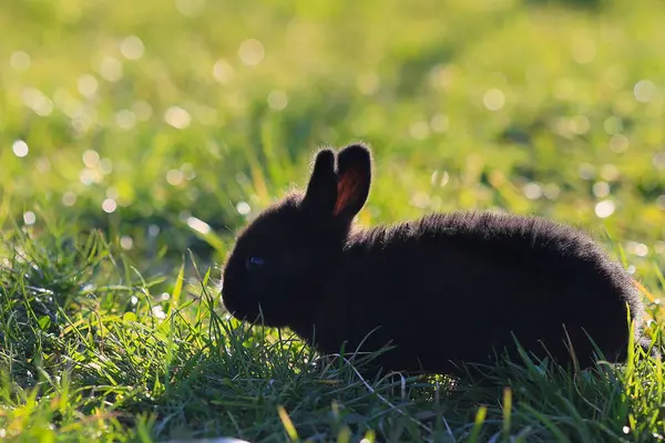 A black rabbit is standing in a field of grass. The rabbit is small and he is eating grass. The image has a peaceful and calm mood, as the rabbit is in a natural setting
