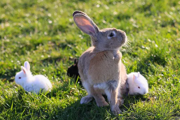 A brown rabbit is standing in a field with two white rabbits. The scene is peaceful and calm