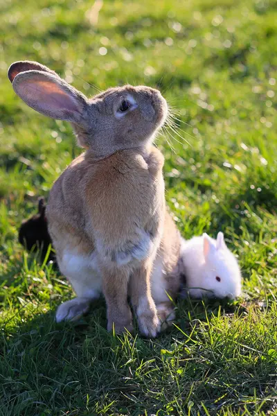 A brown and white rabbit is standing in a field of grass. A white rabbit is sitting on the ground nearby