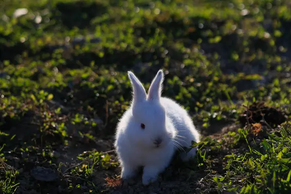 A white rabbit is standing in a grassy field. The rabbit is small and cute, and it seems to be enjoying the outdoors. The field is lush and green, providing a peaceful