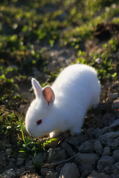 A white rabbit is walking on a rocky ground. The rabbit is small and cute. The image has a peaceful and calm mood