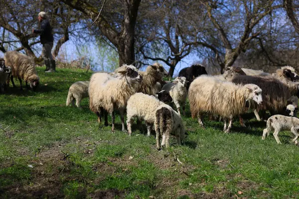 A herd of sheep are grazing in a field. The sheep are of different colors and sizes. The scene is peaceful and serene, with the sheep calmly grazing on the grass