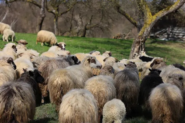 A herd of sheep are grazing in a field. The sheep are of various sizes and colors, with some being black and white. The scene is peaceful and serene, with the sheep scattered throughout the field