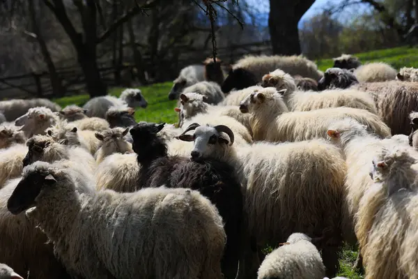 A herd of sheep are grazing in a field. The sheep are of various colors, including white, black, and brown. The scene is peaceful and serene, with the sheep scattered throughout the field