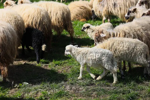 A herd of sheep are grazing in a field. The sheep are of different sizes and colors, with some being black and white. The scene is peaceful and serene, with the sheep moving around