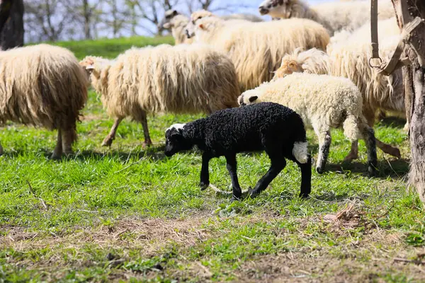 A black sheep is walking through a field with other sheep. The sheep are all different sizes and colors