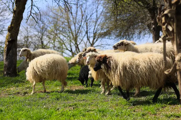 A group of sheep are grazing in a field. The sheep are of different colors, including black and white. The scene is peaceful and serene, with the sheep moving around and enjoying the grassy field