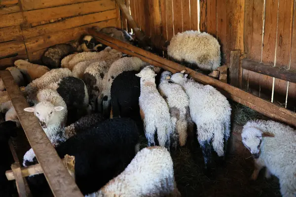 A group of sheep are in a pen, some are black and white, and some are white
