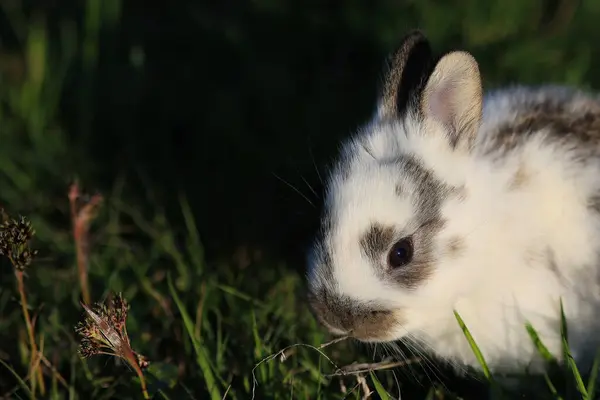 A small white and brown rabbit is standing in the grass. The rabbit is looking at the camera