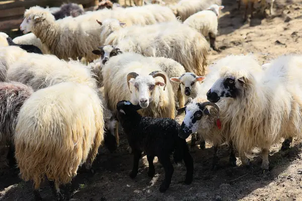 A herd of sheep are standing in a field. The sheep are all different sizes and colors, with some being black and white. The scene is peaceful and calm, with the sheep grazing
