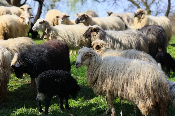 A herd of sheep are grazing in a field. The sheep are of various sizes and colors, including black and white. The scene is peaceful and serene, with the sheep scattered throughout the field