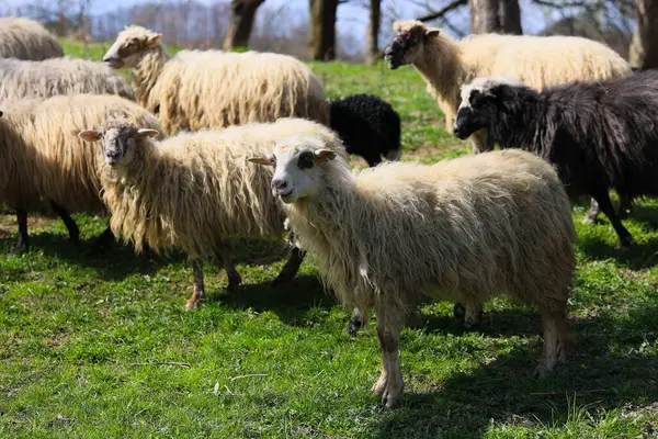 A herd of sheep are grazing in a field. The sheep are of different colors, including black and white