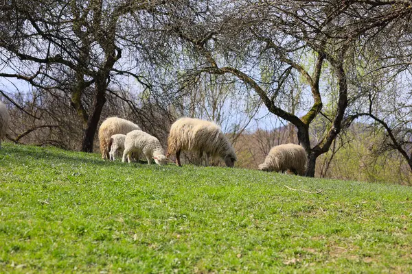 A group of sheep are grazing on a grassy hillside. The sheep are scattered throughout the field, with some closer to the foreground and others further back. The scene is peaceful and serene