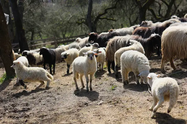 A herd of sheep are grazing in a field. The sheep are of various colors and sizes, with some standing closer to the camera and others further away. Concept of peacefulness and tranquility