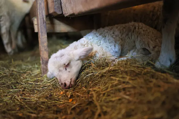 A baby lamb is sleeping on the ground. The lamb is surrounded by hay and is laying on its side