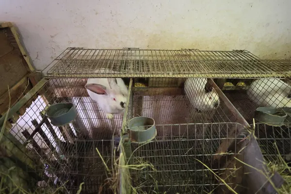A cage with three rabbit cages and a rabbit in the middle