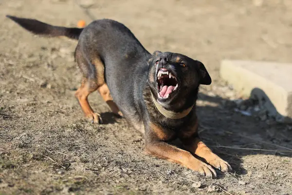 Bir köpek yerde yatıyor ve ağzı açık duruyor. Köpek sinirli ya da saldırgan görünüyor.