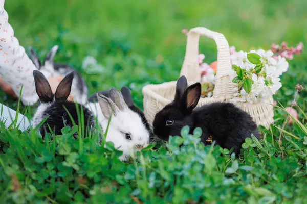Three black and white rabbits are sitting in a grassy field. One of the rabbits is eating grass