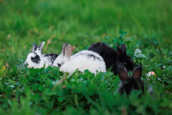 Three black and white rabbits are sitting in a grassy field. The black rabbit is on the right, the white rabbit is in the middle, and the third rabbit is on the left