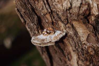 Alyanslar ağaçta. İki altın alyans.