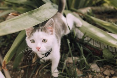 Arkasında yeşil yapraklı bir bitki olan bir kedi çimlerin üzerinde duruyor. Kedi tuhaf bir ifadeyle kameraya bakıyor.
