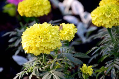 Bahçedeki güzel pembe çiçek