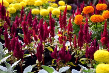 Bahçedeki güzel pembe çiçek