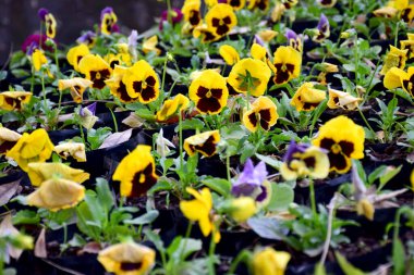 Bahçedeki güzel pembe çiçek