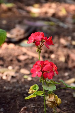 Bahçede kırmızı gül