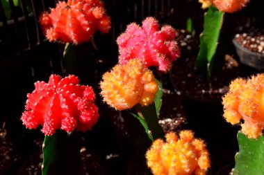 Güzel botanik fotoğrafı, doğal duvar kağıdı.