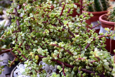 Yeşil kaktüs bitkisinin kapağını kapatın.