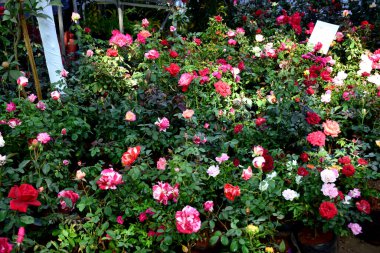 Bahçedeki güzel çiçekler