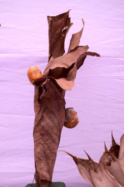 Beyaz arkaplanda kuru yapraklar