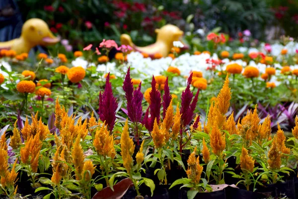 Hermosas Flores Jardín —  Fotos de Stock
